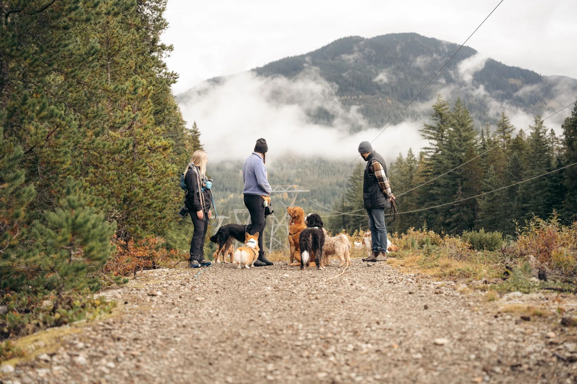 Doggy Tales dogs on a mountain trail in Whistler